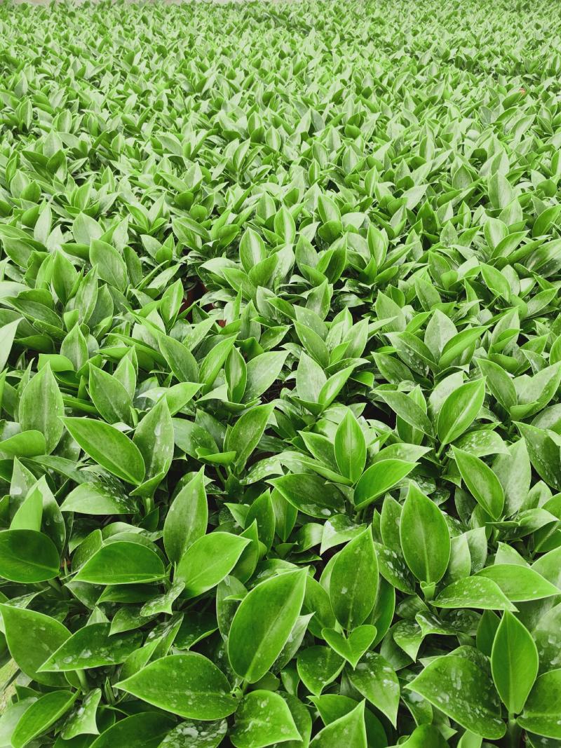 绿公主泰国金钻，观叶植物，吸收甲醛易养活基地直发量大从