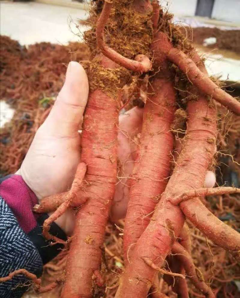川丹参，统货，选条，基地供货，包质量，欢迎各位光临
