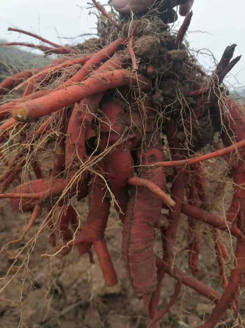 川丹参，统货，选条，基地供货，包质量，欢迎各位光临