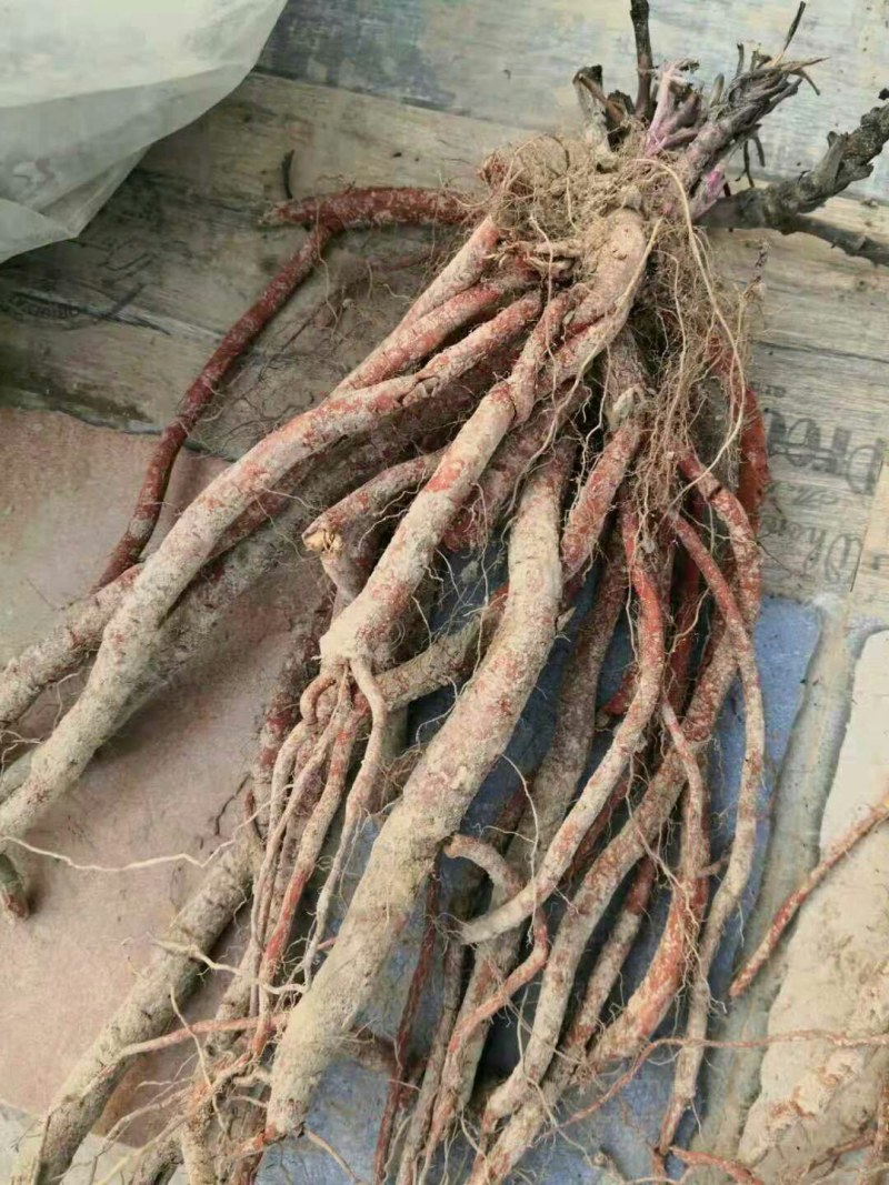 川丹参，统货，选条，基地供货，包质量，欢迎各位光临