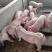 山东精品仔猪全国发货包邮到家品质保证欢迎来电洽谈合作