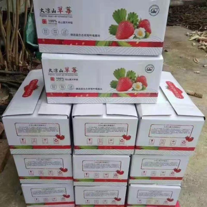 【直供】精品四川大凉山阳光草莓产地直供一件代发量大从优