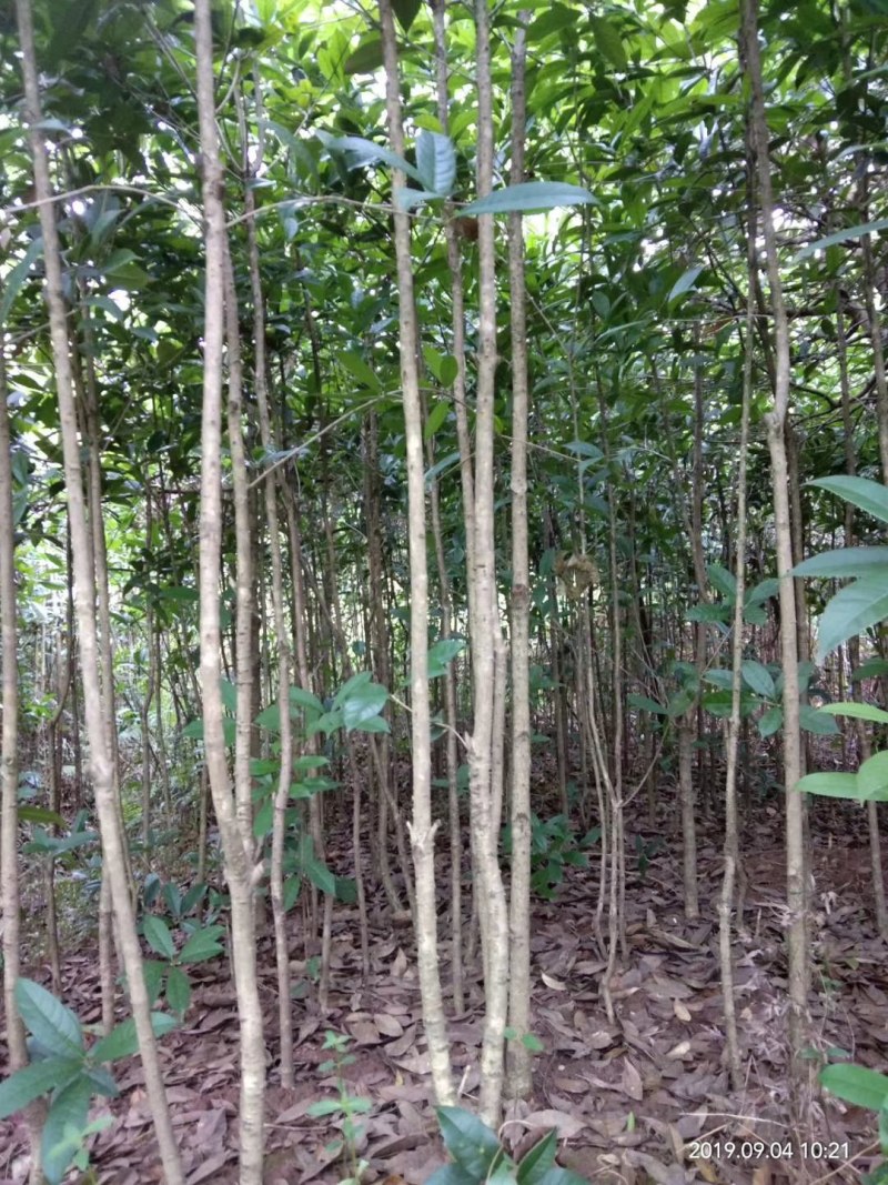 桂花树桂花苗绿化树苗木