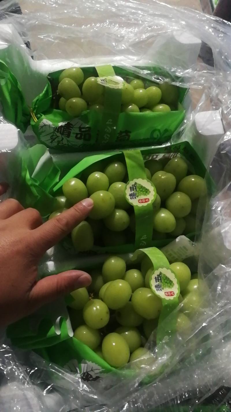 大量阳光玫瑰欢迎选购