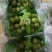 大量阳光玫瑰欢迎选购