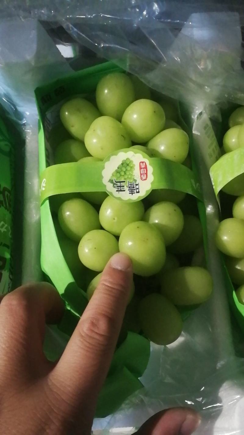 大量阳光玫瑰欢迎选购
