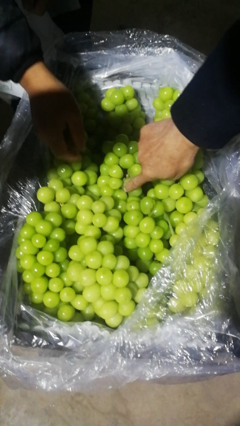 大量阳光玫瑰欢迎选购