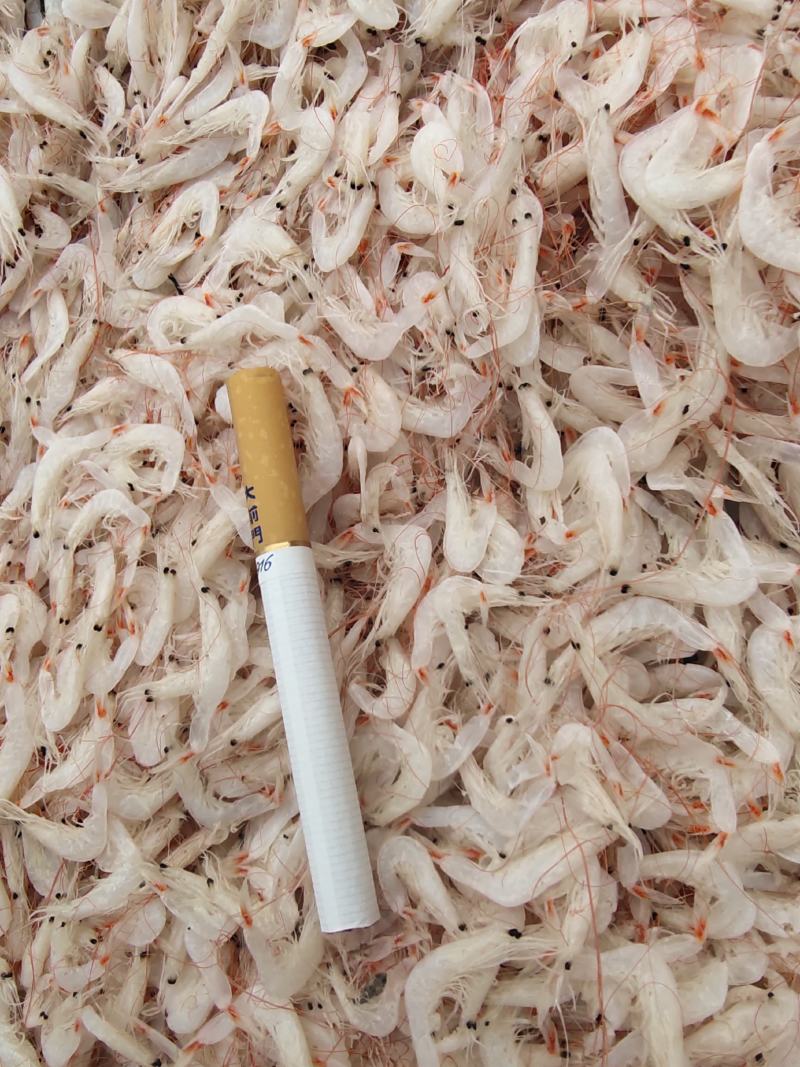 低盐渤海湾虾皮价格惊喜口感鲜美欢迎咨询！样品代发