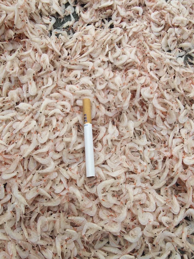 低盐渤海湾虾皮价格惊喜口感鲜美欢迎咨询！样品代发