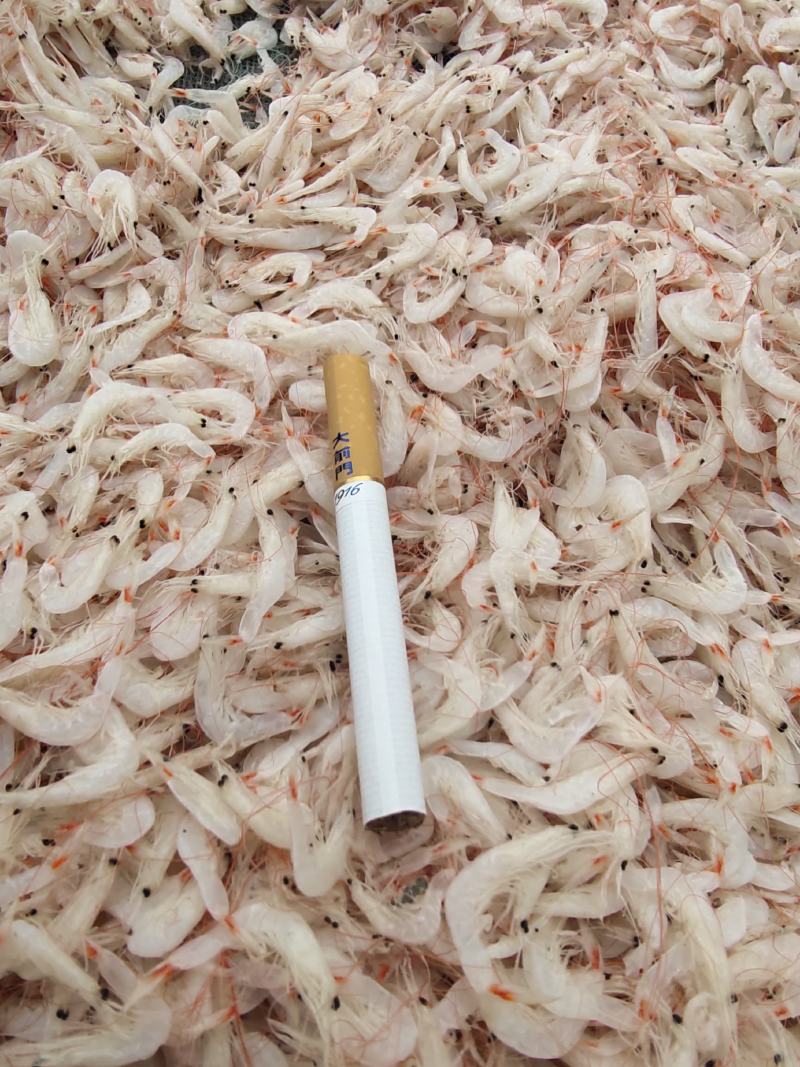 低盐渤海湾虾皮价格惊喜口感鲜美欢迎咨询！样品代发