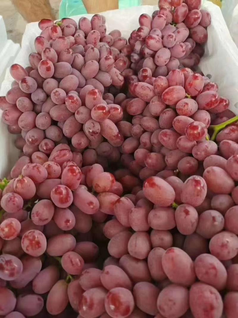 【葡萄】精品克伦生葡萄大量上市产地直发品质保证