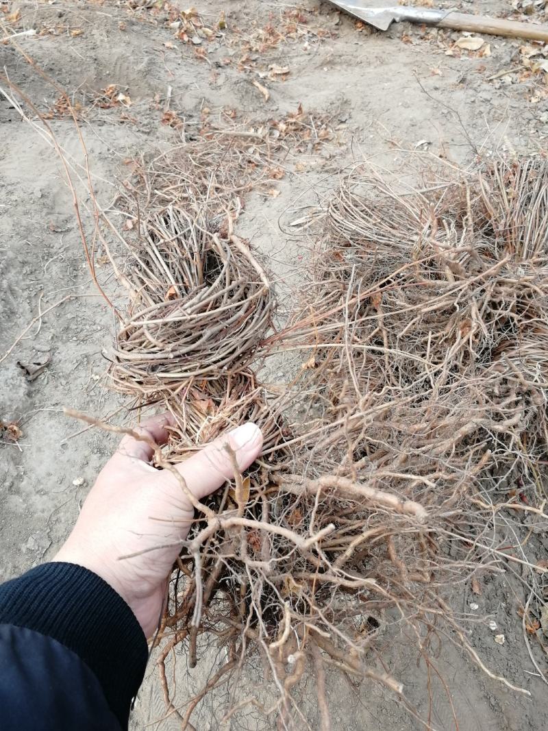 辽宁开原三叶五叶地锦小苗爬山虎营养杯苗工程苗繁育基地