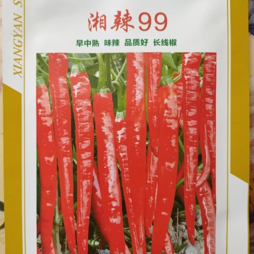 正宗湘研辣椒种子线椒种子青椒种子红椒种子湘辣99\100