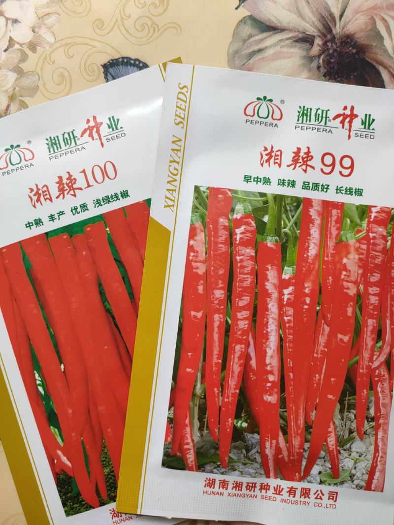 正宗湘研辣椒种子线椒种子青椒种子红椒种子湘辣99\100