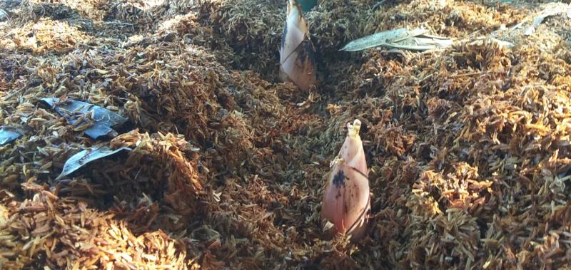 产地发货江西黄泥巴精品铺盖雷竹笋肉嫩香甜统货啦