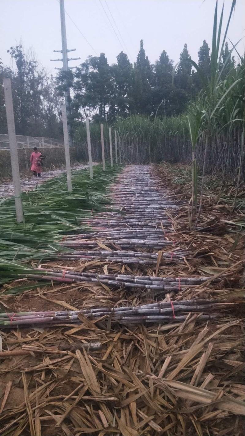 北方甘蔗种子火热订购中，个头高又粗（包种植技术）