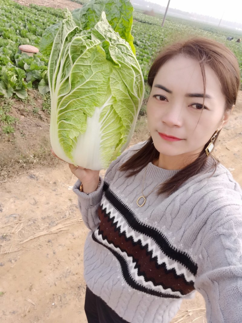 【黄心大白菜】春季黄心白菜，一手货源、质量有保证耐运输。