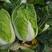 【黄心大白菜】春季黄心白菜，一手货源、质量有保证耐运输。