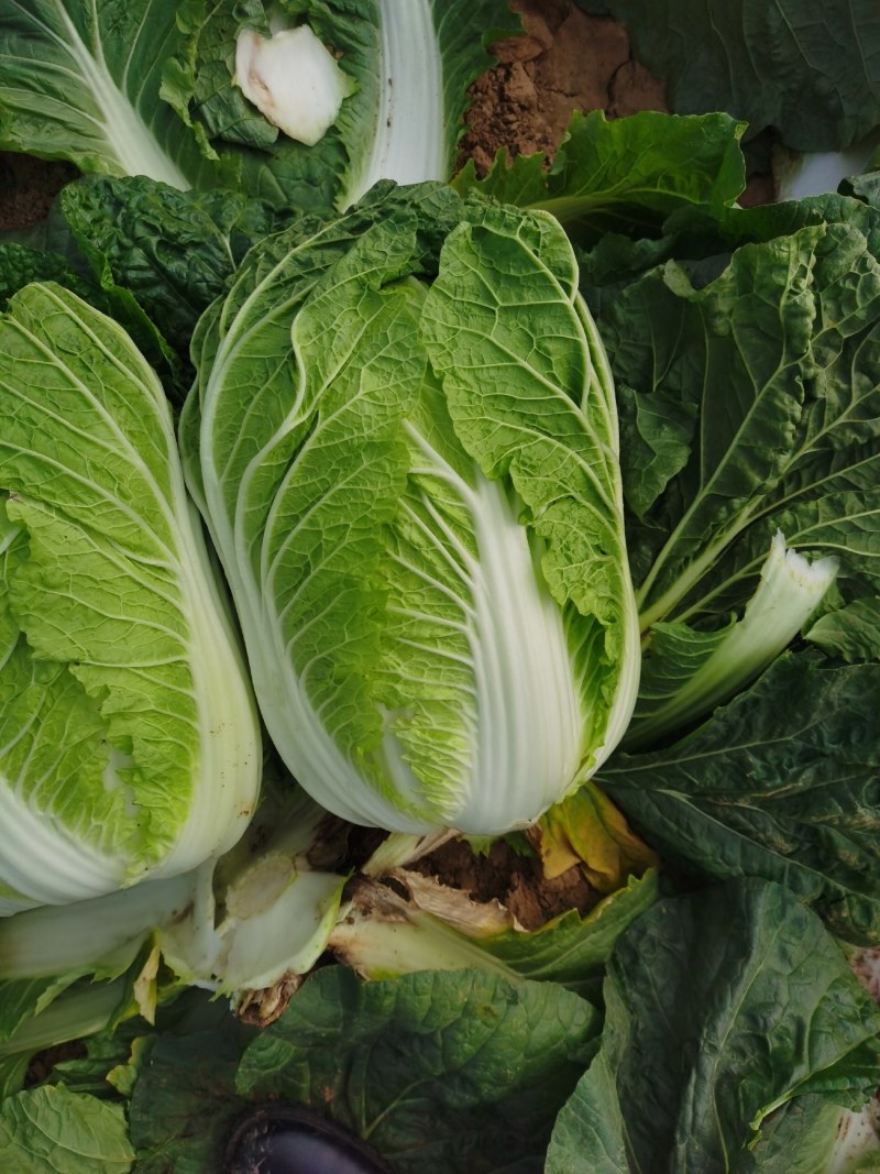 【黄心大白菜】春季黄心白菜，一手货源、质量有保证耐运输。