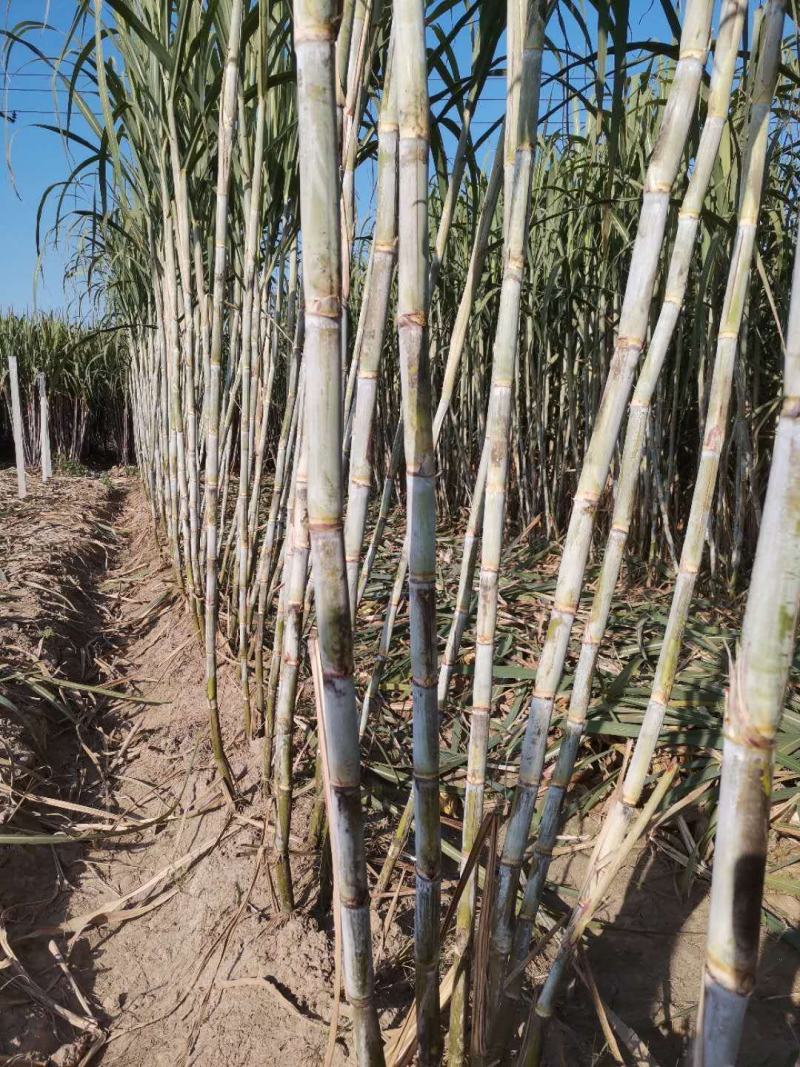 北方甘蔗种子火热订购中，个头高又粗（包种植技术）