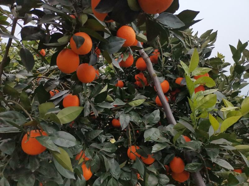 【基地直发】奉节脐橙大量上市，量大从优，（代办）