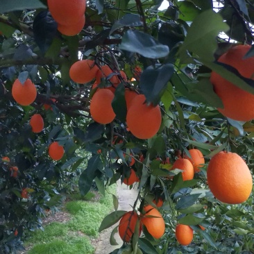 【基地直发】奉节脐橙大量上市，量大从优，（代办）