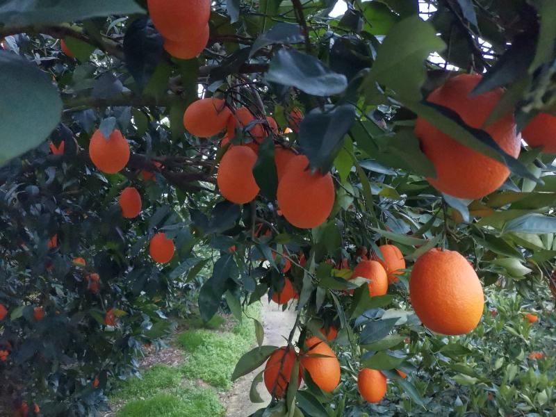 【基地直发】奉节脐橙大量上市，量大从优，（代办）