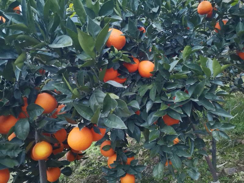 【基地直发】奉节脐橙大量上市，量大从优，（代办）