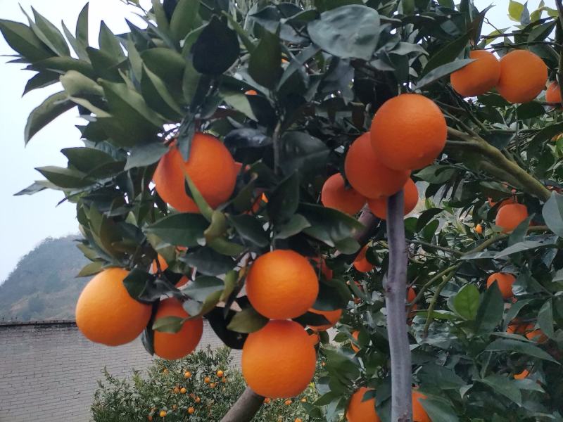 【基地直发】奉节脐橙大量上市，量大从优，（代办）