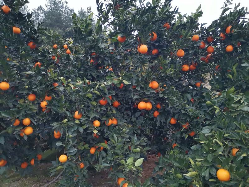 【基地直发】奉节脐橙大量上市，量大从优，（代办）
