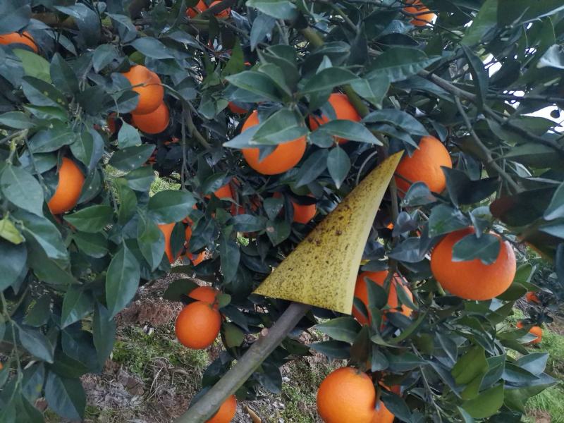 【基地直发】奉节脐橙大量上市，量大从优，（代办）