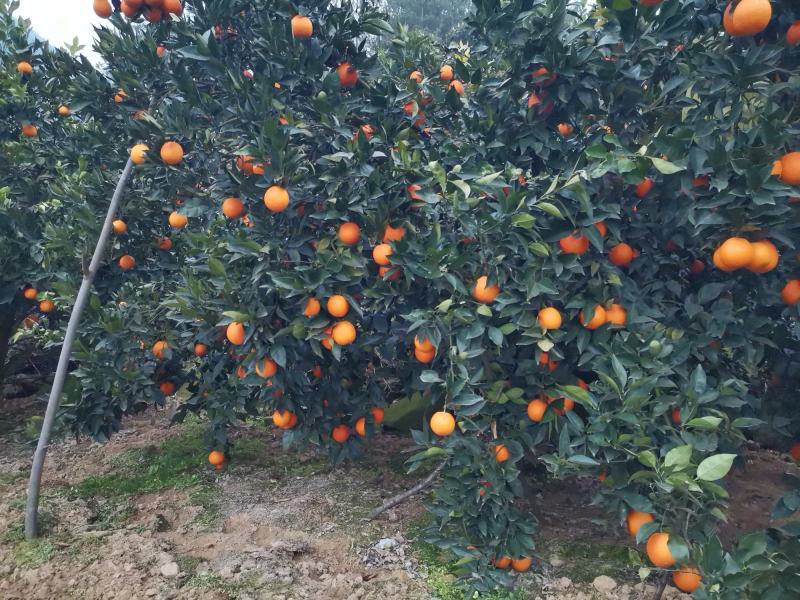 【基地直发】奉节脐橙大量上市，量大从优，（代办）