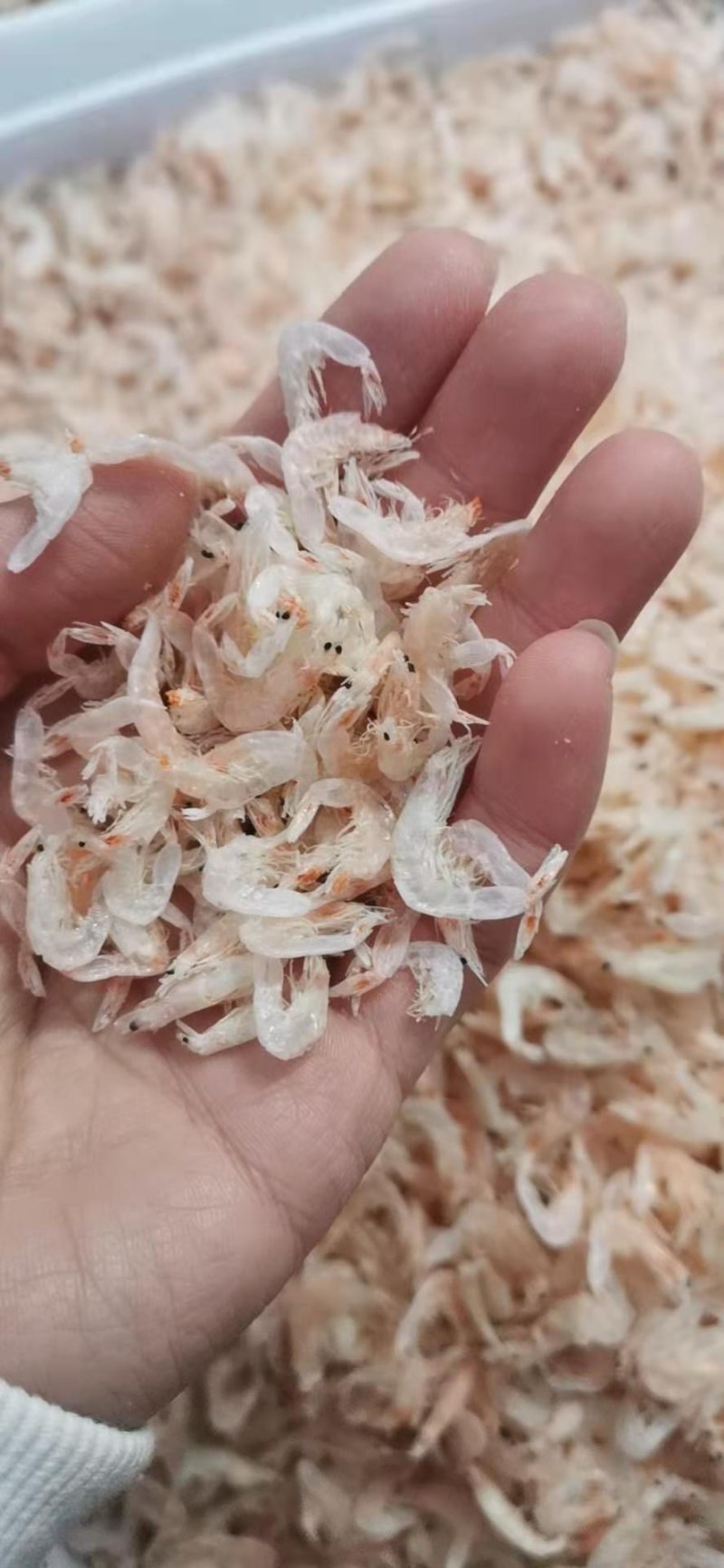 无盐虾皮，补钙佳品，干度特别好，一手货源，大量有货