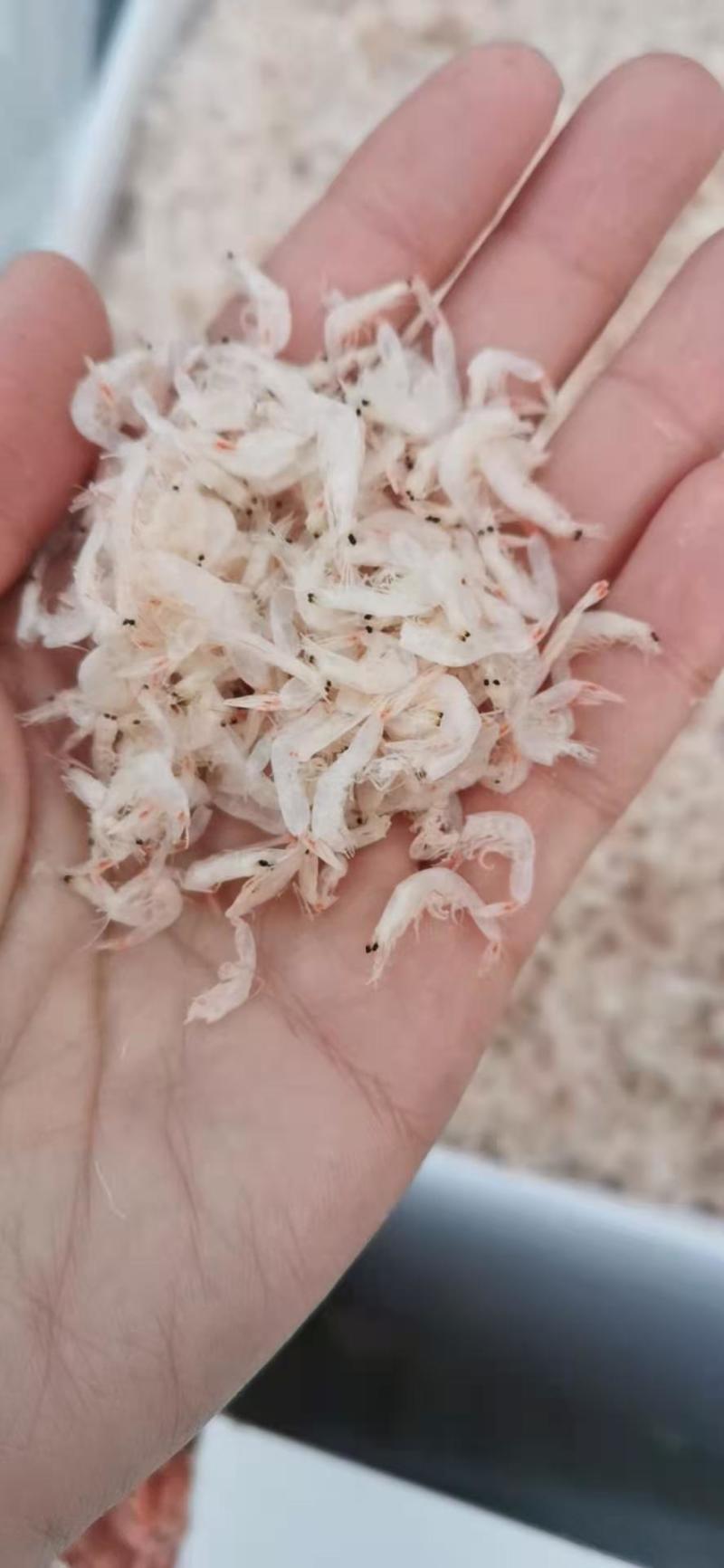 无盐虾皮，补钙佳品，干度特别好，一手货源，大量有货