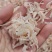 无盐虾皮，补钙佳品，干度特别好，一手货源，大量有货