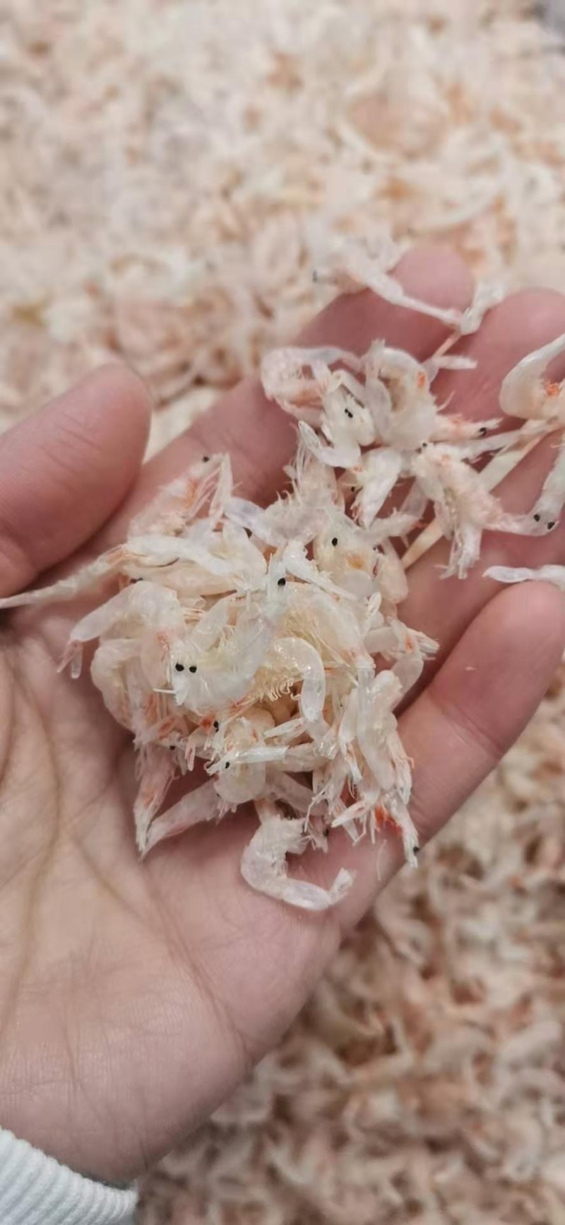 无盐虾皮，补钙佳品，干度特别好，一手货源，大量有货