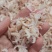 无盐虾皮，补钙佳品，干度特别好，一手货源，大量有货