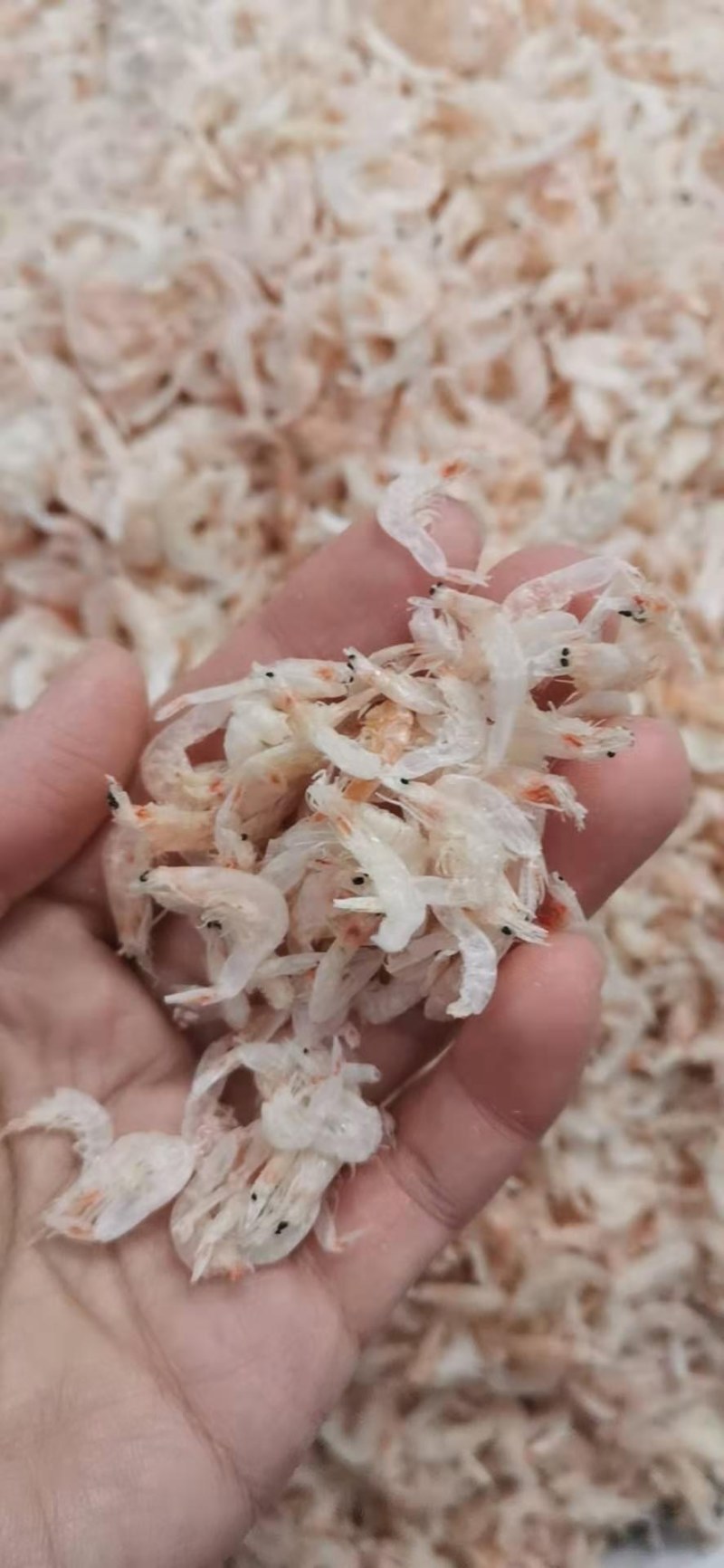 无盐虾皮，补钙佳品，干度特别好，一手货源，大量有货
