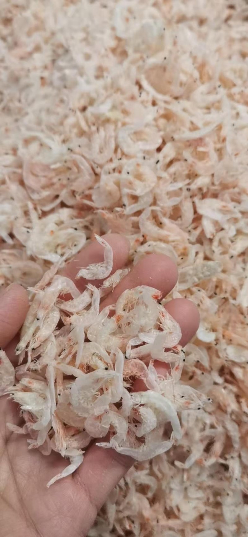 无盐虾皮，补钙佳品，干度特别好，一手货源，大量有货