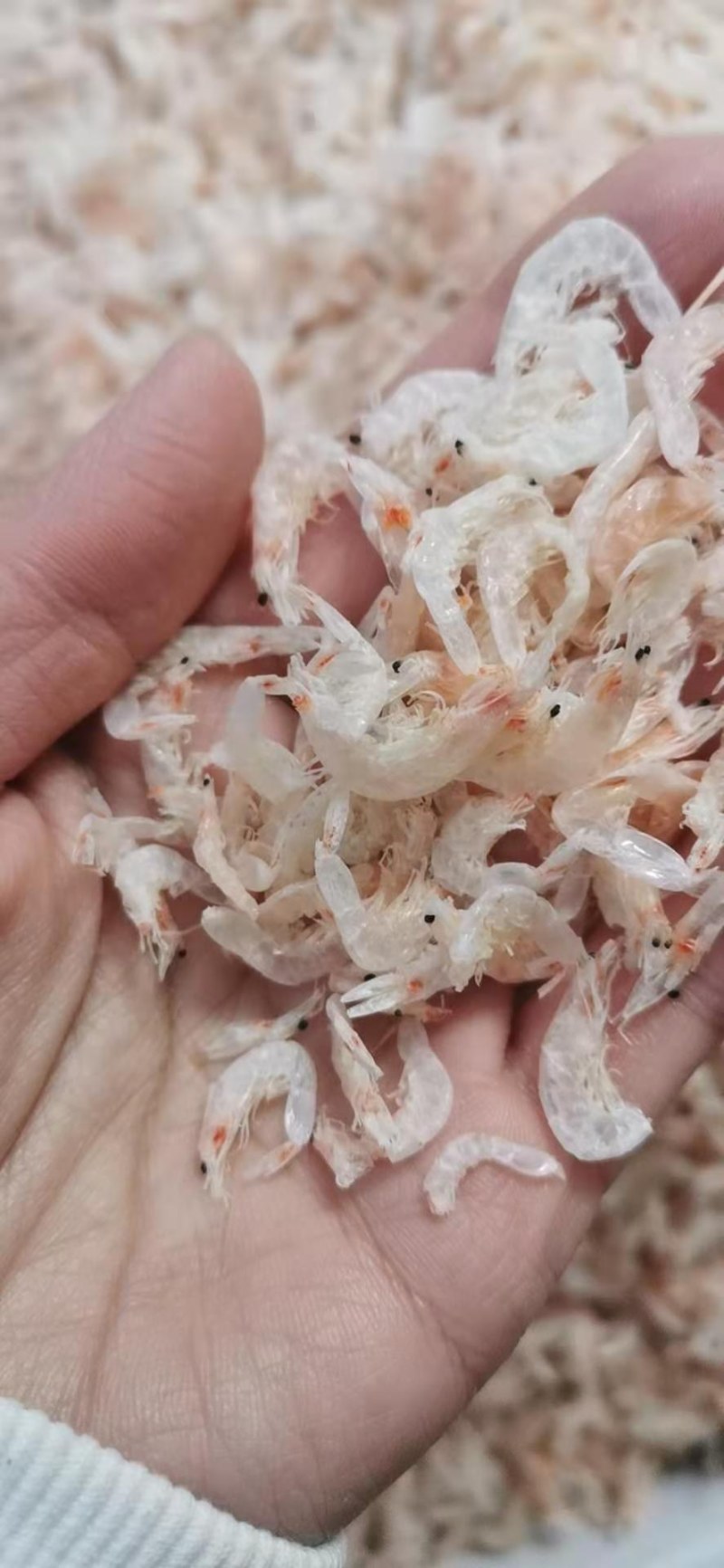 无盐虾皮，补钙佳品，干度特别好，一手货源，大量有货
