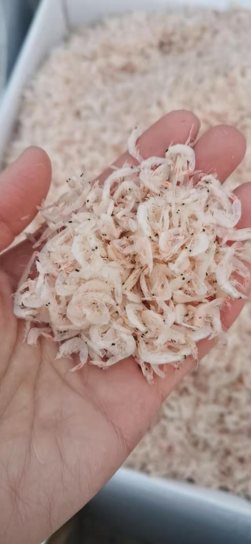 无盐虾皮，补钙佳品，干度特别好，一手货源，大量有货