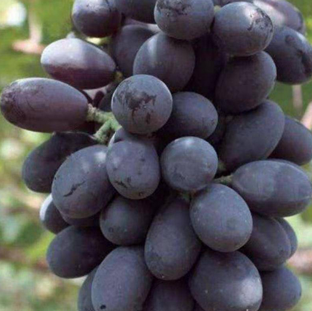黑美人葡萄特写