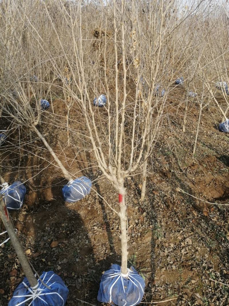 河北木槿多花木槿丛生木槿大卜木槿大量供应
