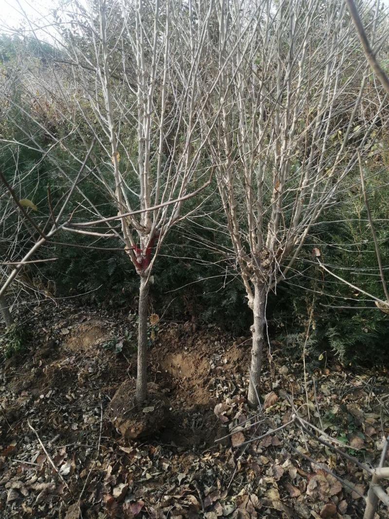 河北木槿多花木槿丛生木槿大卜木槿大量供应