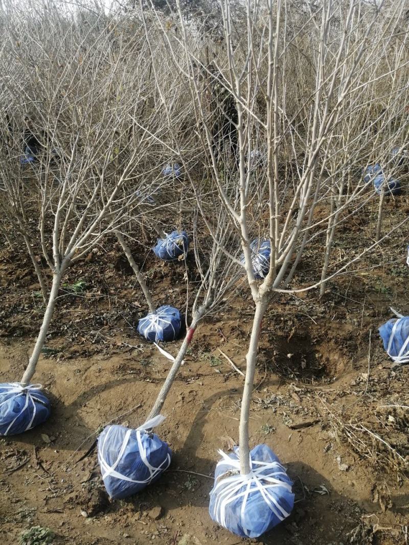 河北木槿多花木槿丛生木槿大卜木槿大量供应