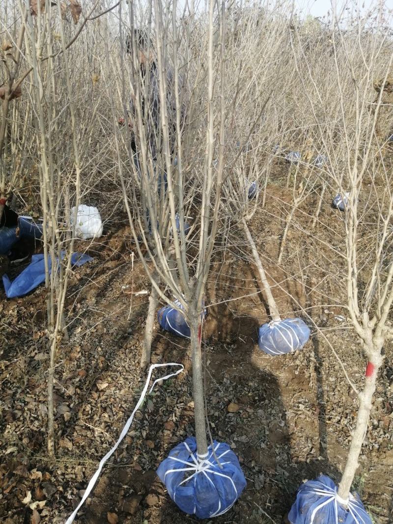 河北木槿多花木槿丛生木槿大卜木槿大量供应