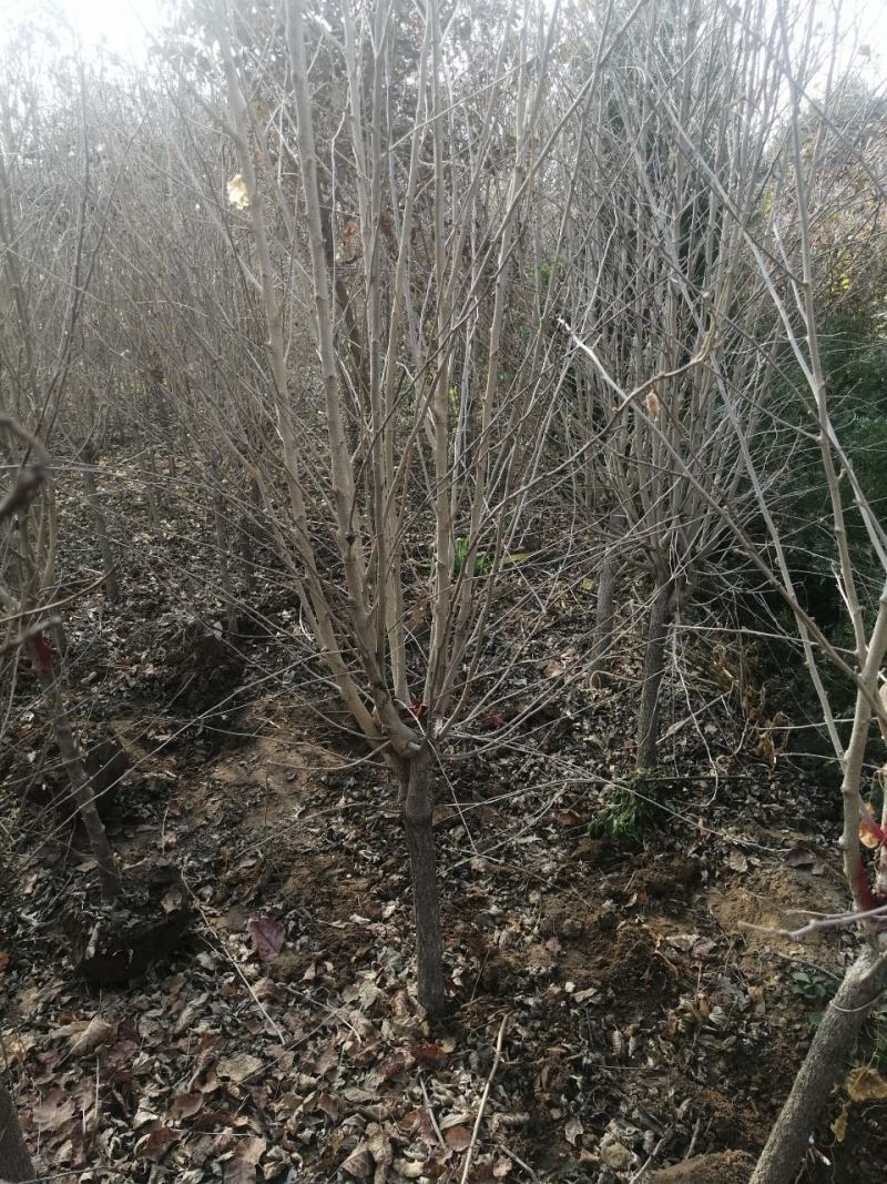 河北木槿多花木槿丛生木槿大卜木槿大量供应