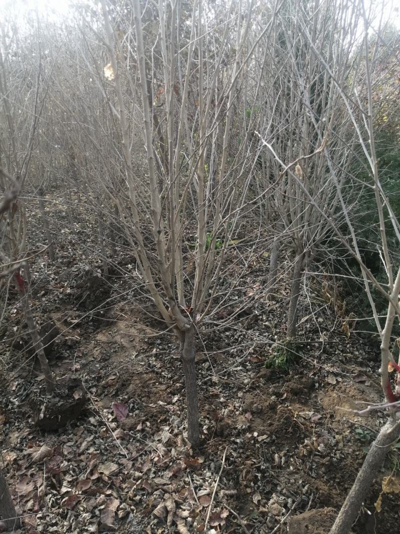 河北木槿多花木槿丛生木槿大卜木槿大量供应