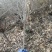 河北木槿多花木槿丛生木槿大卜木槿大量供应