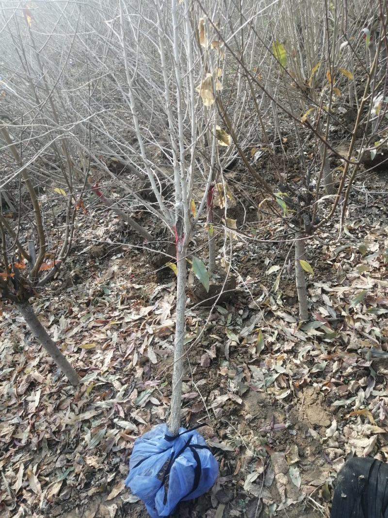 河北木槿多花木槿丛生木槿大卜木槿大量供应